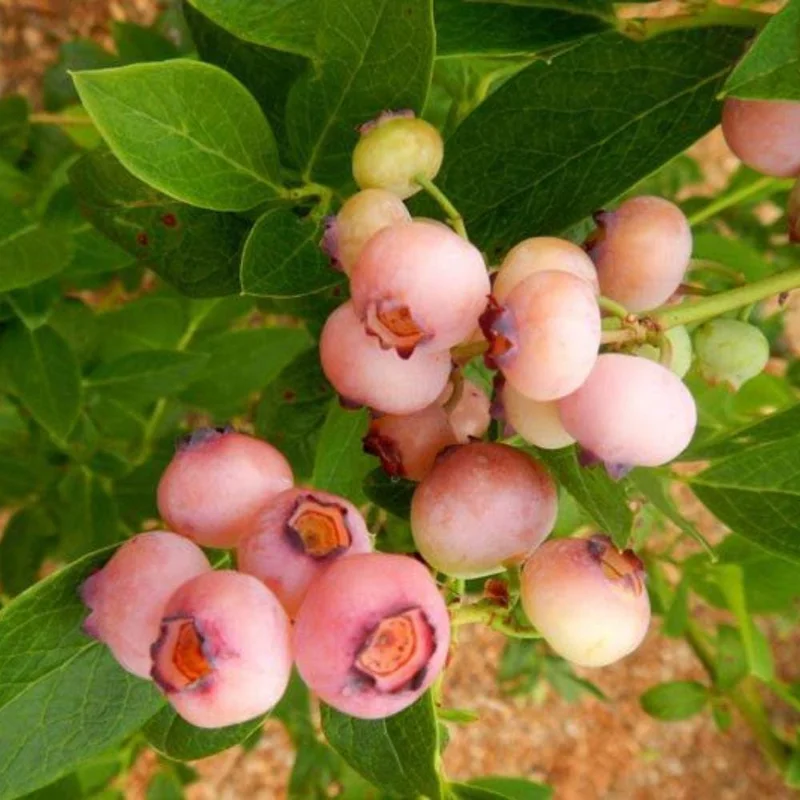 Pink Lemonade Blueberry Live Plant – 4-9 Inches Tall – Hardy Fruiting Shrub - Image 6