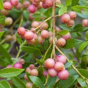 Pink Lemonade Blueberry Live Plant – 4-9 Inches Tall – Hardy Fruiting Shrub - Image 7