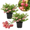 Pink Lemonade Blueberry Live Plant – 4-9 Inches Tall – Hardy Fruiting Shrub - Image 1
