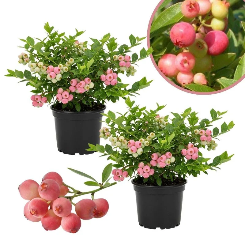 Pink Lemonade Blueberry Live Plant – 4-9 Inches Tall – Hardy Fruiting Shrub - Image 1