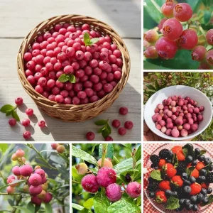 Pink Lemonade Blueberry Live Plant - Edible Fruit Bush for Garden - Image 2