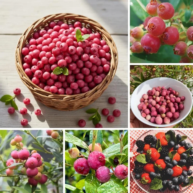 Pink Lemonade Blueberry Live Plant - Edible Fruit Bush for Garden - Image 2