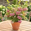 Pink Lemonade Blueberry Live Plant - Edible Fruit Bush for Garden - Image 1