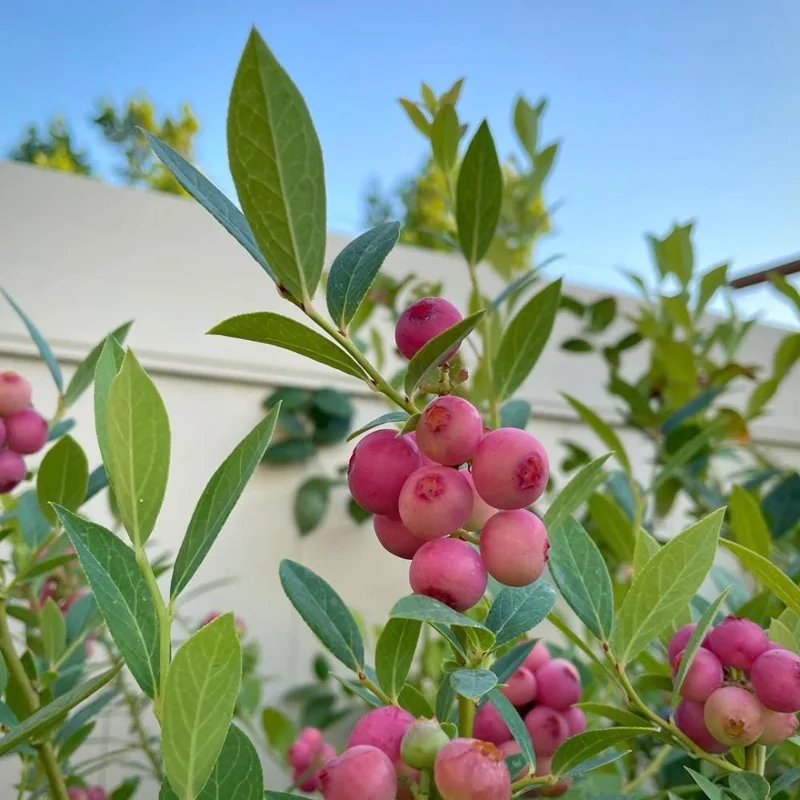 Pink Lemonade Blueberry Live Plant - Edible Fruit Bush for Garden - Image 7