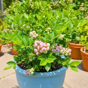Pink Lemonade Blueberry Live Plant – Fruit Bush – Outdoor Garden Plant - Image 4