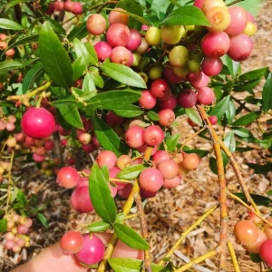 Pink Lemonade Blueberry Live Plant – Fruit Bush – Outdoor Garden Plant - Image 6