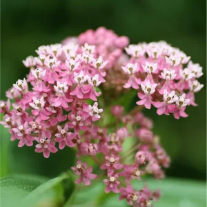 Pink Milkweed Live Starter Plants, Asclepias incarnata, 4-9 Inch Tall, Pack of 2 - Image 5
