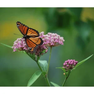 Pink Milkweed Live Starter Plants, Asclepias incarnata, 4-9 Inch Tall, Pack of 2 - Image 6