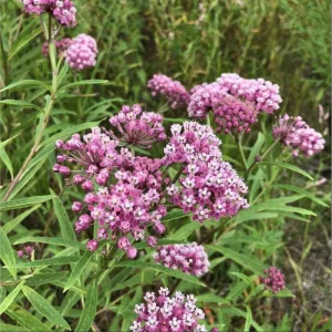 Pink Milkweed Live Starter Plants, Asclepias incarnata, 4-9 Inch Tall, Pack of 2 - Image 7