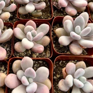 Pink Moonstone Succulent Live Plant – Pachyphytum Oviferum – 2 Inch Pot – Indoor - Image 2