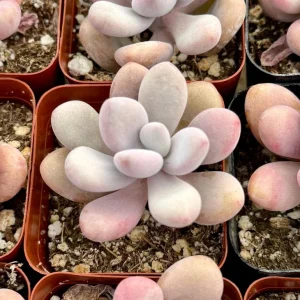 Pink Moonstone Succulent Live Plant – Pachyphytum Oviferum – 2 Inch Pot – Indoor - Image 3