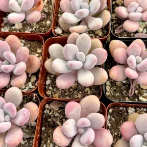 Pink Moonstone Succulent Live Plant – Pachyphytum Oviferum – 2 Inch Pot – Indoor - Image 4