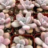 Pink Moonstone Succulent Live Plant – Pachyphytum Oviferum – 2 Inch Pot – Indoor - Image 1