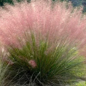 Pink Muhly Grass Live Plant – Ornamental Perennial Grass 4-6 inches Tall Outdoor - Image 2
