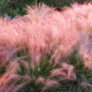 Pink Muhly Grass Live Plant – Ornamental Perennial Grass 4-6 inches Tall Outdoor - Image 3