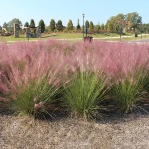 Pink Muhly Grass Live Plant – Ornamental Perennial Grass 4-6 inches Tall Outdoor - Image 4