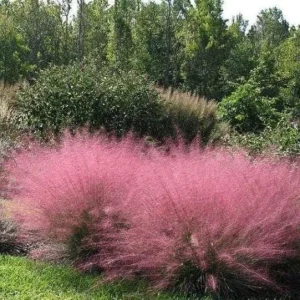 Pink Muhly Grass Live Plant – Ornamental Perennial Grass 4-6 inches Tall Outdoor - Image 5