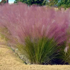 Pink Muhly Grass Live Plant – Ornamental Perennial Grass 4-6 inches Tall Outdoor - Image 6