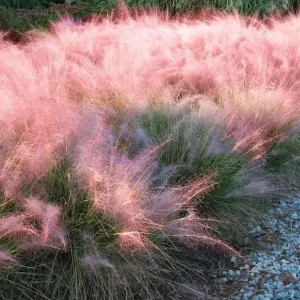 Pink Muhly Grass Live Plant – Ornamental Perennial Grass 4-6 inches Tall Outdoor - Image 1