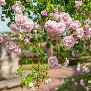 Pink New Dawn Climbing Rose Plant - Live Fragrant Bush, 4-6 Inch Tall, Outdoor - Image 2