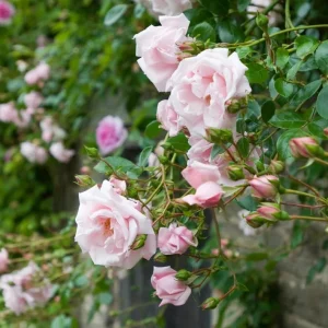 Pink New Dawn Climbing Rose Plant - Live Fragrant Bush, 4-6 Inch Tall, Outdoor - Image 3