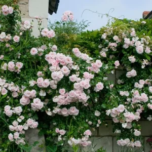 Pink New Dawn Climbing Rose Plant - Live Fragrant Bush, 4-6 Inch Tall, Outdoor - Image 4