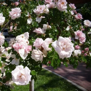 Pink New Dawn Climbing Rose Plant - Live Fragrant Bush, 4-6 Inch Tall, Outdoor - Image 6