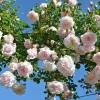 Pink New Dawn Climbing Rose Plant - Live Fragrant Bush, 4-6 Inch Tall, Outdoor - Image 1