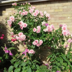 Pink New Dawn Rose Live Plant - Fragrant Climbing Starter, 4-6 Inch Tall - Image 4