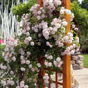 Pink New Dawn Rose Live Plant - Fragrant Climbing Starter, 4-6 Inch Tall - Image 5