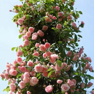 Pink New Dawn Rose Live Plant - Fragrant Climbing Starter, 4-6 Inch Tall - Image 6