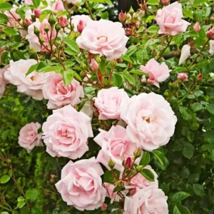 Pink New Dawn Rose Live Plant - Fragrant Climbing Starter, 4-6 Inch Tall - Image 7