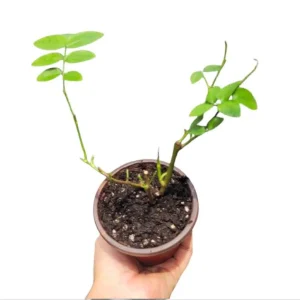 Pink New Dawn Rose Live Plant - Fragrant Climbing Starter, 4-6 Inch Tall - Image 8