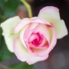 Pink New Dawn Rose Live Plant - Fragrant Climbing Starter, 4-6 Inch Tall - Image 1