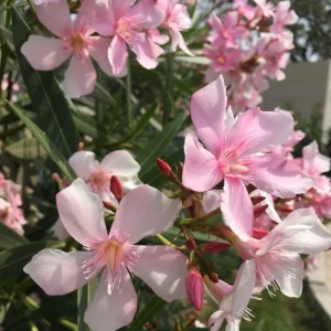 Pink Oleander Live Plant 4-6 Inches Tall – Flowering Shrub for Outdoor Garden - Image 10