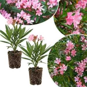 Pink Oleander Live Plant 4-6 Inches Tall – Flowering Shrub for Outdoor Garden - Image 2