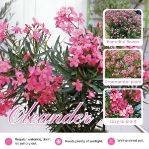 Pink Oleander Live Plant 4-6 Inches Tall – Flowering Shrub for Outdoor Garden - Image 3