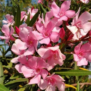 Pink Oleander Live Plant 4-6 Inches Tall – Flowering Shrub for Outdoor Garden - Image 4