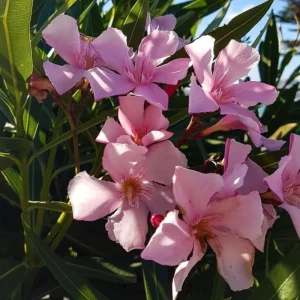 Pink Oleander Live Plant 4-6 Inches Tall – Flowering Shrub for Outdoor Garden - Image 5