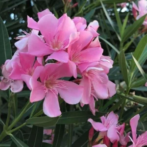 Pink Oleander Live Plant 4-6 Inches Tall – Flowering Shrub for Outdoor Garden - Image 6