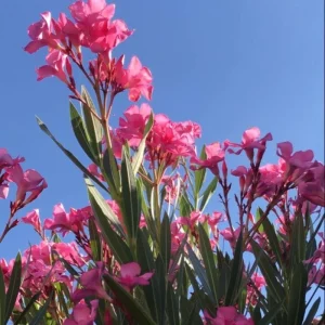Pink Oleander Live Plant 4-6 Inches Tall – Flowering Shrub for Outdoor Garden - Image 7