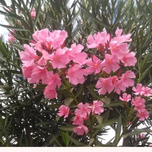 Pink Oleander Live Plant 4-6 Inches Tall – Flowering Shrub for Outdoor Garden - Image 8