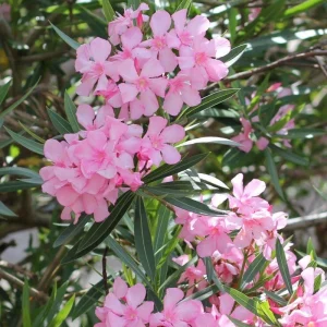 Pink Oleander Live Plant 4-6 Inches Tall – Flowering Shrub for Outdoor Garden - Image 9
