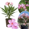 Pink Oleander Live Plant 4-6 Inches Tall – Flowering Shrub for Outdoor Garden - Image 1