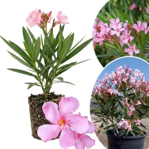 Pink Oleander Live Plant 4-6 Inches Tall – Flowering Shrub for Outdoor Garden - Image 1