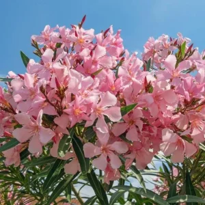 Pink Oleander Live Plant - Tropical Shrub, 4-6 Inch Tall - Image 2