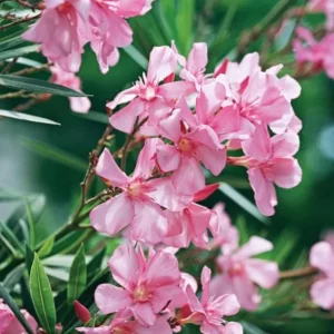 Pink Oleander Live Plant - Tropical Shrub, 4-6 Inch Tall - Image 3