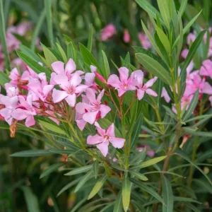 Pink Oleander Live Plant - Tropical Shrub, 4-6 Inch Tall - Image 4