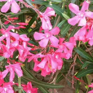 Pink Oleander Live Plant - Tropical Shrub, 4-6 Inch Tall - Image 5