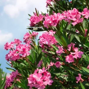Pink Oleander Live Plant - Tropical Shrub, 4-6 Inch Tall - Image 6